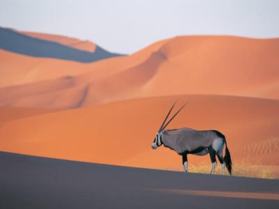 Oryx