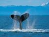 Humpback